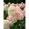 Hydrangea paniculata Living RASPBERRY PINK
