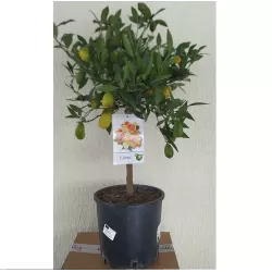 Citrusas - Citrus floridana limequat