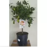 Citrusas - Citrus floridana limequat