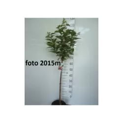 Šluotelinė hortenzija - Hydrangea paniculata PINKY WINKY