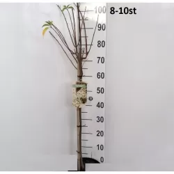 Šluotelinė hortenzija - Hydrangea paniculata PINKY WINKY