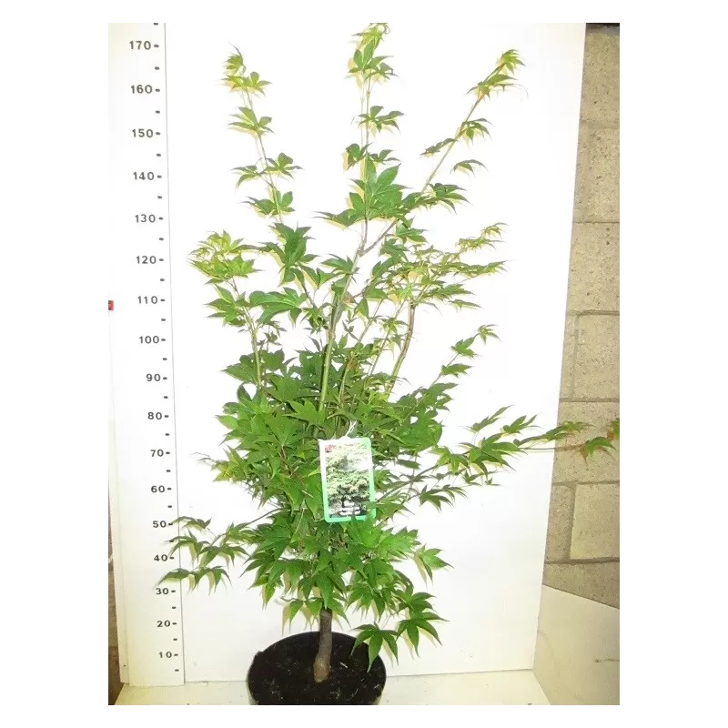 Medžiai ir krūmai internetu su pristatymu į namus visoje Lietuvoje