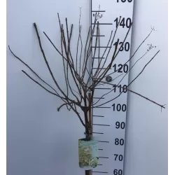 Šluotelinė hortenzija - Hydrangea paniculata PINKY WINKY