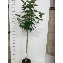 Šluotelinė hortenzija - Hydrangea paniculata LITTLE LIME