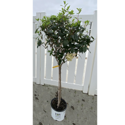 Šluotelinė hortenzija - Hydrangea paniculata LITTLE LIME