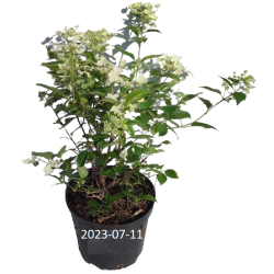 Šluotelinė hortenzija - Hydrangea paniculata PRIM WHITE