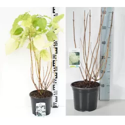 Užsisakyk augalus pavasariui jau dabar