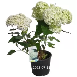 Užsisakyk augalus pavasariui jau dabar