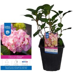 Darželinė hortenzija - Hydrangea macrophylla ENDLESS SUMMER®...