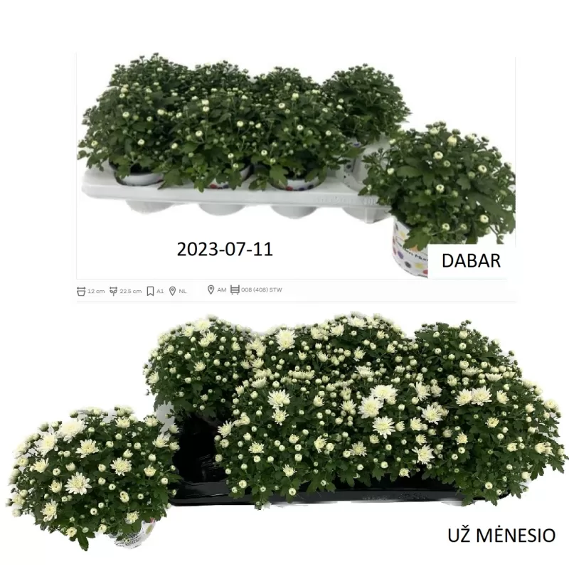 Chrysanthemum Indicum Grp FAIR WHITE