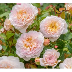 Rosa EMILY BRONTE ®