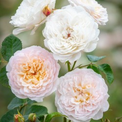 Rožė - Rosa EMILY BRONTE ®