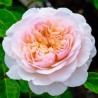 Rožė - Rosa EMILY BRONTE ®
