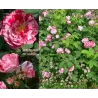 Rožė - Rosa FERDINAND PICHARD