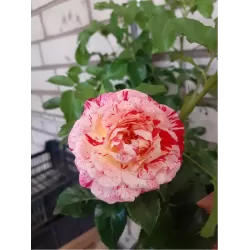 Rožė - Rosa FERDINAND PICHARD
