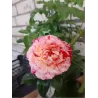 Rožė - Rosa FERDINAND PICHARD