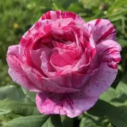 Rosa FERDINAND PICHARD ®