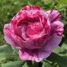 Rožė - Rosa FERDINAND PICHARD