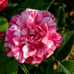 Rožė - Rosa FERDINAND PICHARD