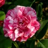 Rosa FERDINAND PICHARD ®