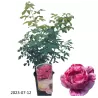 Rožė - Rosa FERDINAND PICHARD