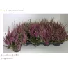 Paprastasis viržis - Calluna vulgaris Mėgsta gerai nudrenuotą rūgščią dirvą, saulėtą vietą.