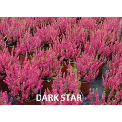 Calluna vulgaris DARK STAR