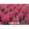 Paprastasis viržis - Calluna vulgaris Mėgsta gerai nudrenuotą rūgščią dirvą, saulėtą vietą.