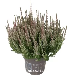 Paprastasis viržis - Calluna vulgaris Mėgsta gerai nudrenuotą rūgščią dirvą, saulėtą vietą.