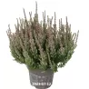 Paprastasis viržis - Calluna vulgaris Mėgsta gerai nudrenuotą rūgščią dirvą, saulėtą vietą.