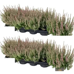 Paprastasis viržis - Calluna vulgaris Mėgsta gerai nudrenuotą rūgščią dirvą, saulėtą vietą.