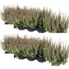 Paprastasis viržis - Calluna vulgaris Mėgsta gerai nudrenuotą rūgščią dirvą, saulėtą vietą.