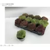 Garden plants/Trees/Flowers/ web-shop