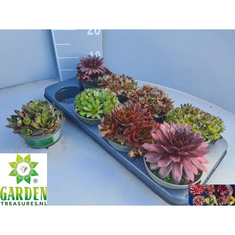 Šilropės, perkūnropės