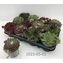 Garden plants/Trees/Flowers/ web-shop