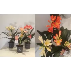 Klivija dvispalvė - Clivia miniata WHITE LIPS