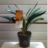 Klivija dvispalvė - Clivia miniata WHITE LIPS
