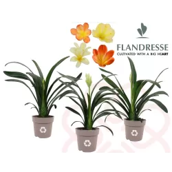 Klivija dvispalvė - Clivia miniata WHITE LIPS