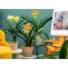 Klivija dvispalvė - Clivia miniata WHITE LIPS
