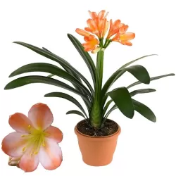 Klivija dvispalvė - Clivia miniata WHITE LIP
