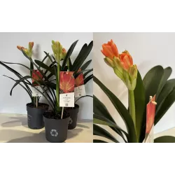 Clivia miniata ORANGE