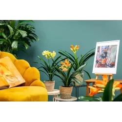 Klivija - Clivia miniata ORANGE