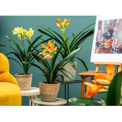 Klivija - Clivia miniata ORANGE