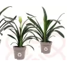 Klivija - Clivia miniata ORANGE