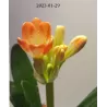 Clivia miniata ORANGE