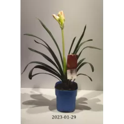 Klivija - Clivia miniata ORANGE