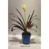 Clivia miniata ORANGE