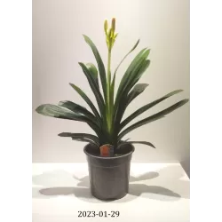 Clivia miniata ORANGE