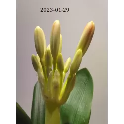 Clivia miniata ORANGE