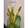 Klivija - Clivia miniata ORANGE